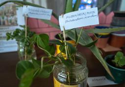 Fotogalerie Semínkový a rostlinkový swap - galerie