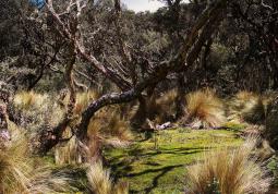 Národní park Cajas