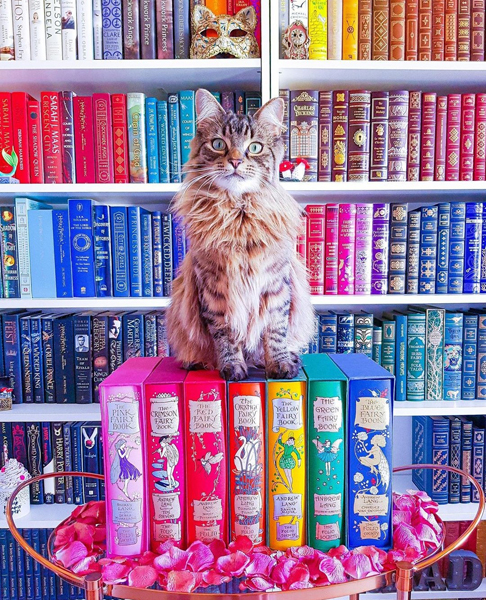 Častými aktéry na fotografiích jsou kočky (Foto: @enchanted_bookshelf)